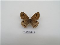 藏品(密紋波眼蝶)的圖片